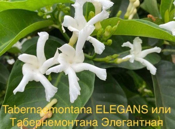 Tabernaemontana ELEGANS или Табернемонтана Элегантная