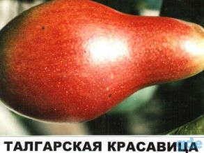 Груша Талгарская красавица