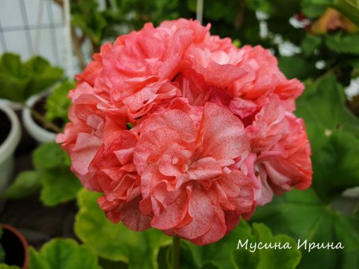 Edwards Embers № 0827