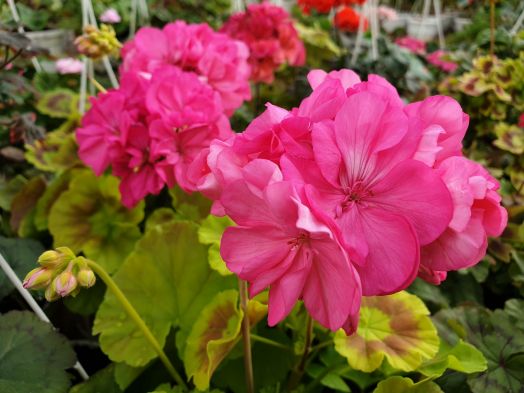 Brookside Rose № 0805