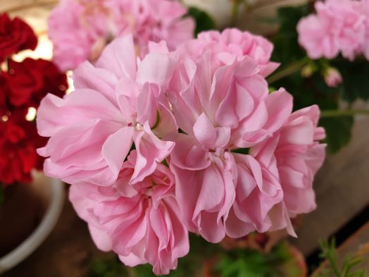 Shrivenham Star № 0643