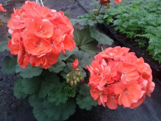 Pop Idols Salmon № 0635