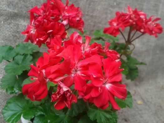 Odensjö Medusa № 0515