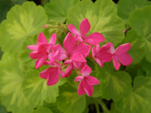 Sunspot Petite Pierre № 0823