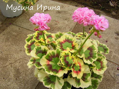 Warrenorth Kunzite № 0716