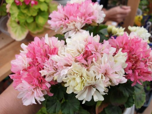 Sebastopol Favourite № 0517