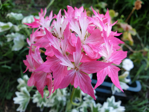 Stella Vernante № 1008