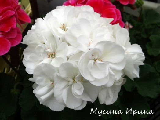 Edwards Green Eyes № 0123