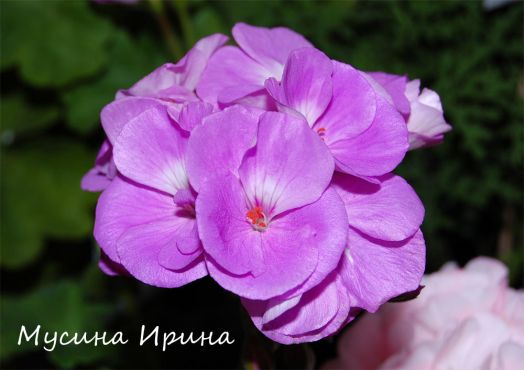 PAC Blue Wonder № 0146