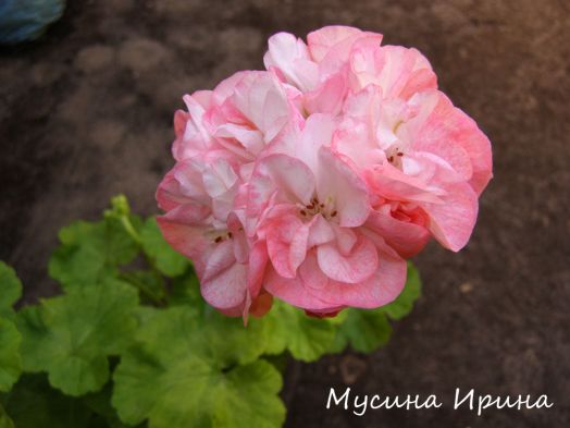 Swainham Spring № 0825