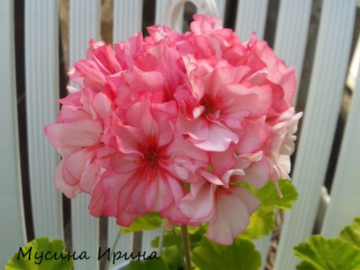 Odensjö Whisky and Wine № 0817