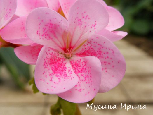 Jay's Golden Bird's Egg № 0811