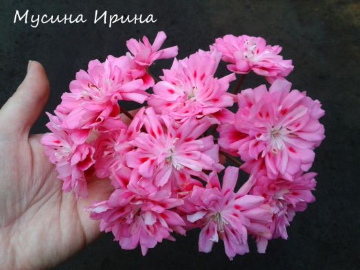 Unicorn Zonartic Rose № 2207