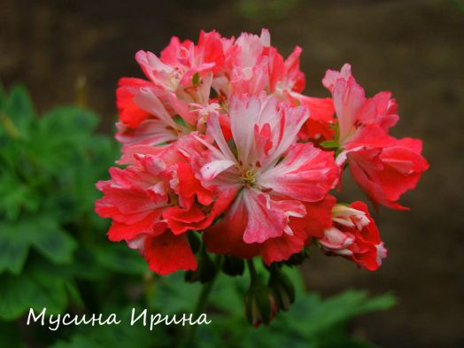 Don Chiverton № 1302