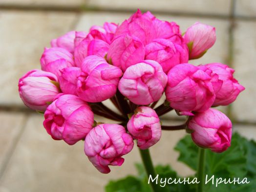 Happy Birthday № 2305