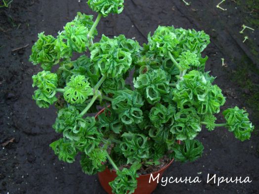 P. graveolence cv Bontrosai № 1822