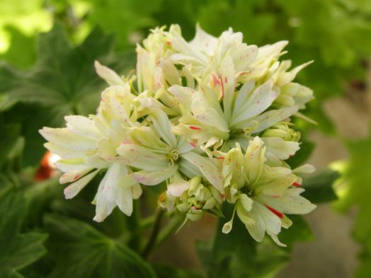 Little Spikey № 0911