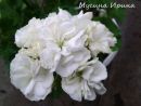 Martha № 0626