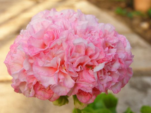 Golden Choice № 0808