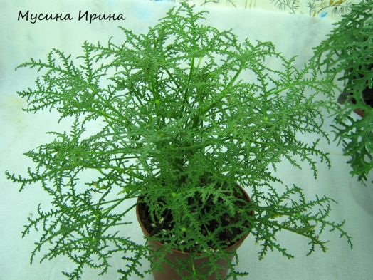 Fillicifolium № 1810