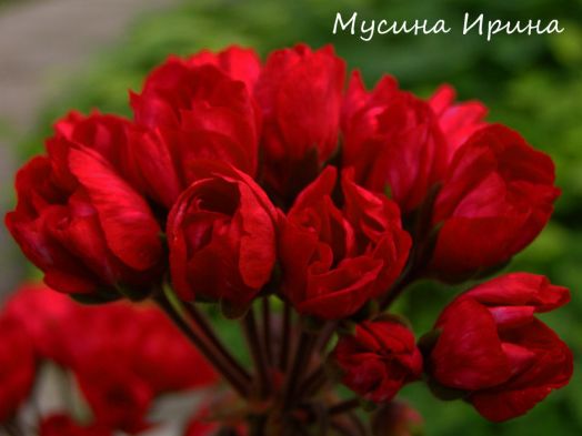 Carmen Andrea № 2301