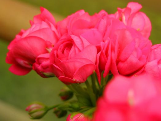 Dodd's Super Double № 0410