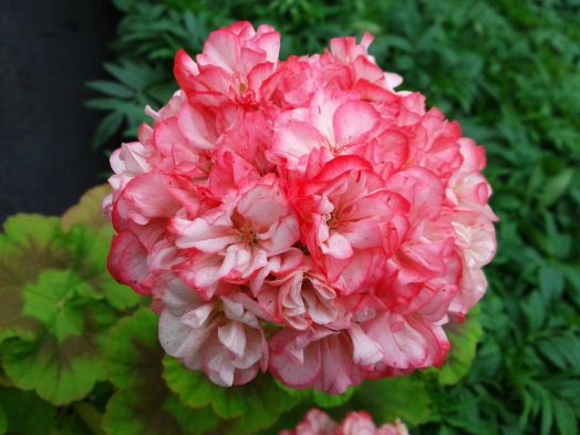 Unicorn monday morning № 0170