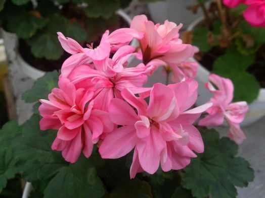 Brookside Free Spirit № 0509