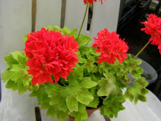 June Patricia № 1104