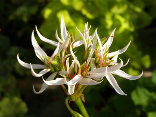 Elnaryds Twister № 1202