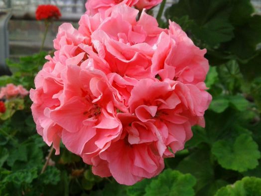 Santa Maria Centennial № 1706