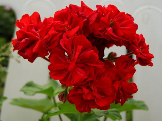 Odensjö Rodluvan № 0418