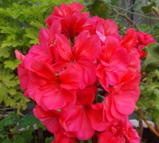 Femme Fatale № 0126