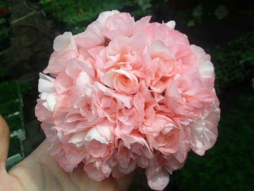 Edwards Elegans № 0122