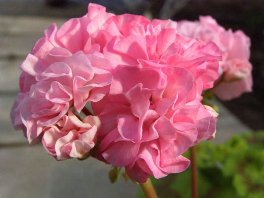 Deacon Golden Lilac Mist № 0806