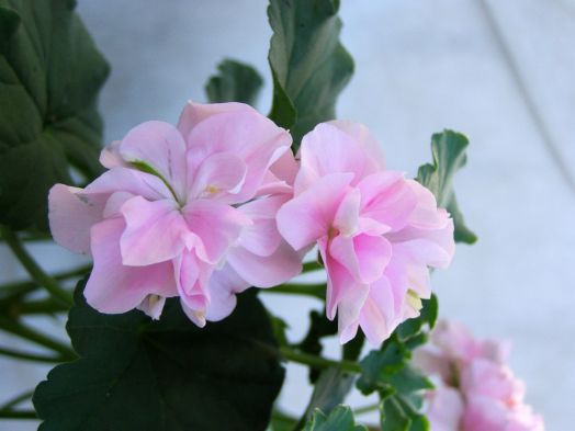 Margery Stimpson № 0624