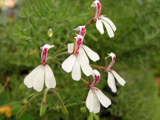 P. dichondrifolium № 2104