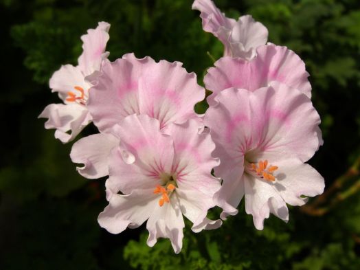 Quantock May № 1904