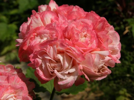 Fischers Appleblossom № 0411