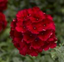 Verbena x hybrida Magelana Red