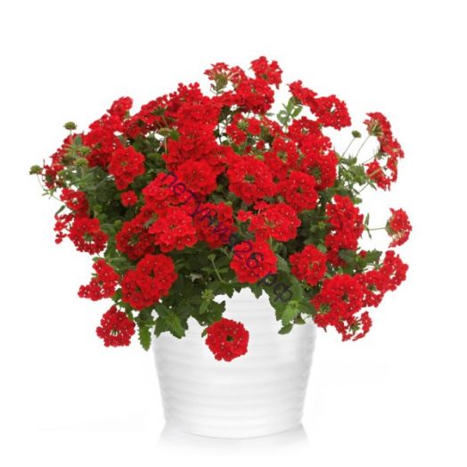 Verbena x hybrida Estrella Voodoo Red