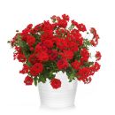 Verbena x hybrida Estrella Voodoo Red