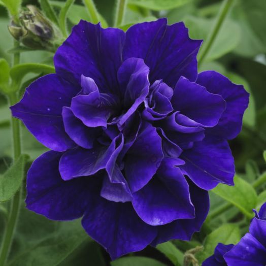 петуния Tumbelina Belinda