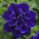 петуния Tumbelina Belinda