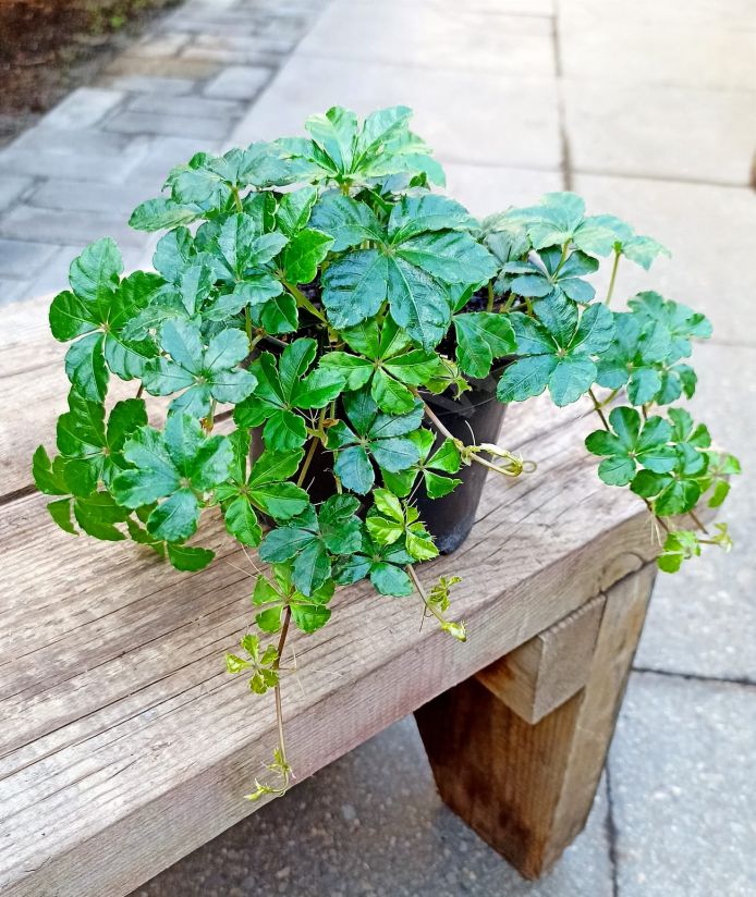 Партеноциссус Стриата "Девичий виноград"