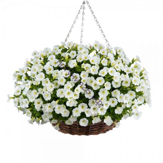 петуния Little White Grace с февряля