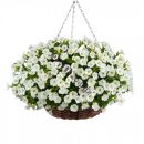 петуния Little White Grace с февряля