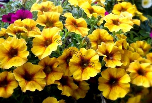 Petchoa hybrida BeautiCal Caramel Yellow