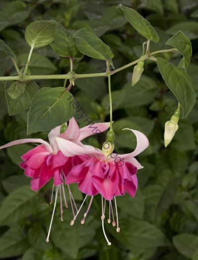 фуксия Bella Rosella