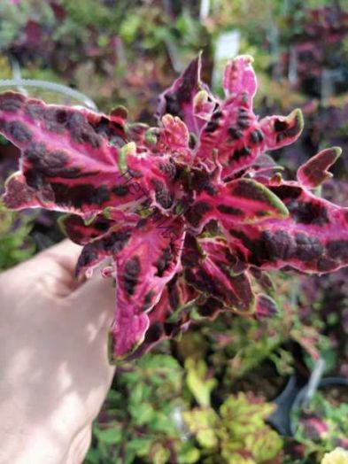 колеус Гарпия